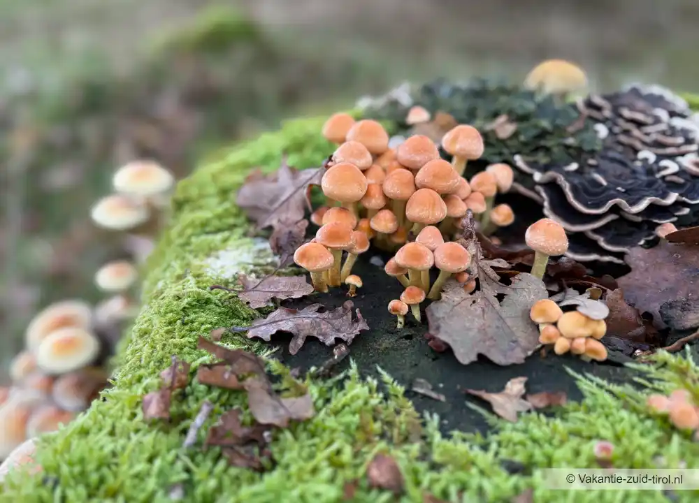 Paddenstoelen Zuid-Tirol
